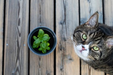 Cat and a natural green basil, morning mood