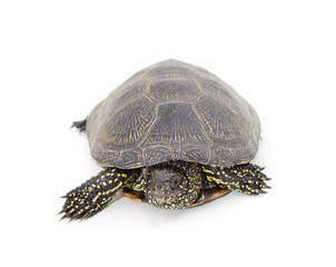 One beautiful turtle.