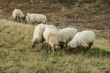 Fototapeta premium a flock of sheep in the dunes of the nature area Het Zwin near Cadzand