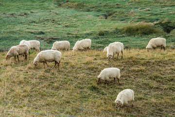 Obraz premium a flock of sheep in the dunes of the nature area Het Zwin near Cadzand