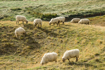 a flock of sheep in the dunes of the nature area Het Zwin near Cadzand