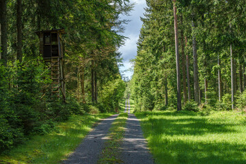 A peaceful gravel road running through a beautiful, vibrant green forest