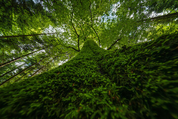 Fototapety na wymiar - Fototapeta24.pl