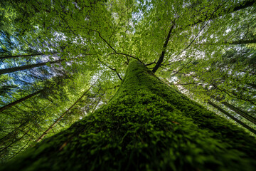 Observing the abundance of foliage on a tree in a forest