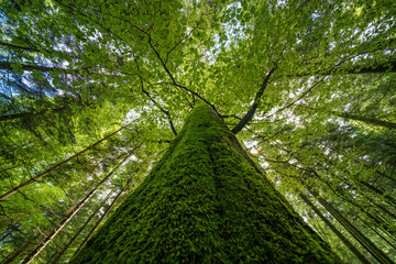 Fototapety na wymiar - Fototapeta24.pl