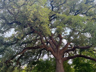 Upward view of tree