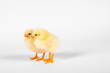 Two chicken yellow baby isolate on white background. Horizontal photo.