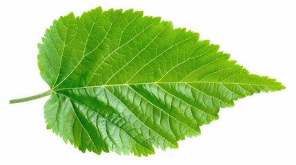 Mulberry leaf isolated on white background leaf background from nature