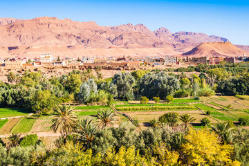 Green oasis with palm trees in Tinghir town with mountains in background, Morocco, North Africa