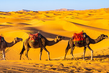 Camels caravan walking on sandy dune at Erg Chebbi Sahara desert near Merzouga town, Morocco, North...