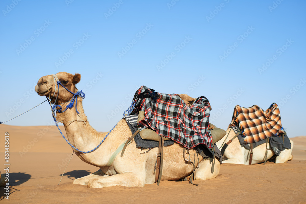 Wall mural animal, desert and camel for transportation in nature with relax, luggage and resting from travel wi