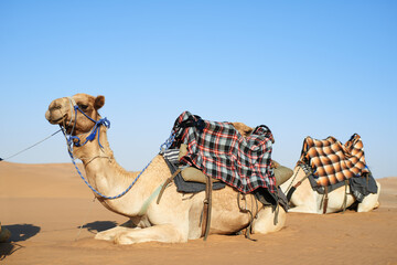 Animal, desert and camel for transportation in nature with relax, luggage and resting from travel with blue sky and horizon. Dromedary, livestock and cargo outdoor in sunshine with mockup and tourism
