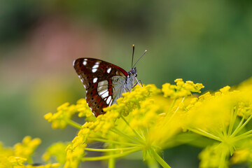 Feeding on Yellow Fennel Flower (Foeniculum vulgare).Mediterranean Honeysuckle Butterfly (Limenitis reducta)