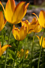Fototapeta premium tulip flowers for decorating the yard in spring