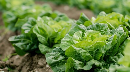Lettuce in a field ready to be harvested