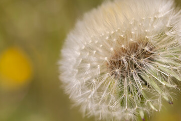 Fototapeta premium a ball of white dandelion against the sky