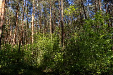 Obraz premium pine forest with tall trees against a blue sky background