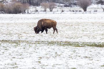 Bison in Yellowstone National Park Snow