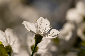 large inflorescences of white cherry blossoms in spring