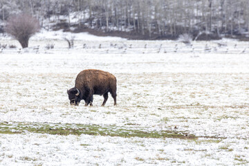 Bison in Yellowstone National Park Snow