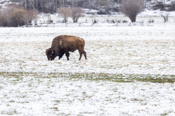 Bison in Yellowstone National Park Snow