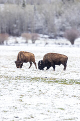 Bison in Yellowstone National Park Snow