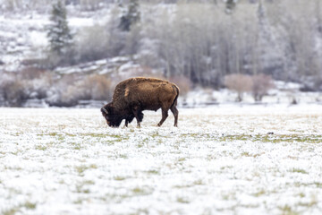 Bison in Yellowstone National Park Snow