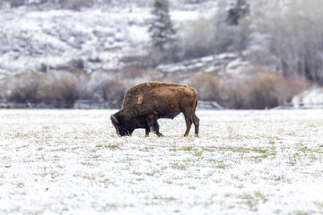 Bison in Yellowstone National Park Snow