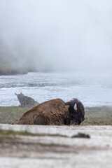 Bison in Yellowstone National Park Snow
