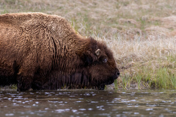 Bison in Yellowstone National Park Snow