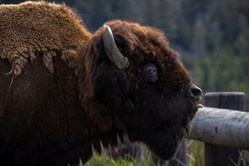 Bison