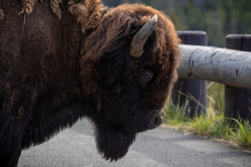 Bison