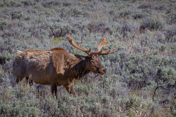 Elk