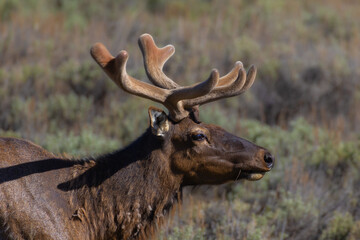 Elk