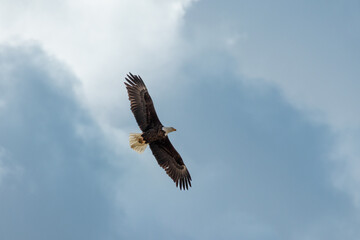 Bald Eagle in Blue Sky