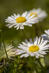 beautiful white flowers on a green grass background
