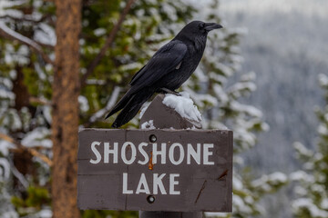 Ravens in the snow