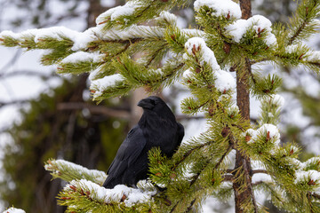 Ravens in the snow