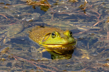 Green frog sitting in ond