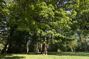 maples and other deciduous trees in the park in spring