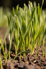 new rows of wheat in the field