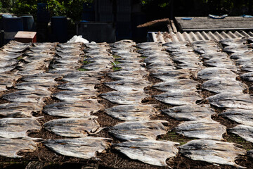 Tuna drying process on the coast of Sri Lanka