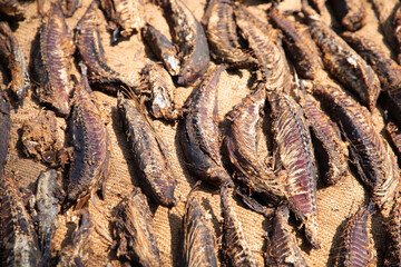 Tuna drying process on the coast of Sri Lanka