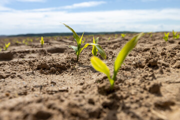 a monoculture field with the cultivation of a new crop of corn