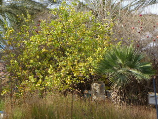 citron tree ingarden with flowers