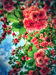 The blooming begonia flowers in spring