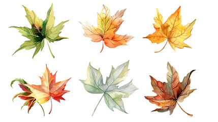 Watercolor set of autumn leaves, hand painted illustration on transparent background
