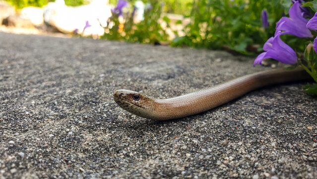 Close up of slow worm reptile on the garden path in English rural countryside