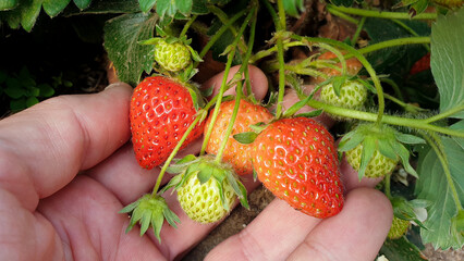 Delicious ripe and unripe strawberries growing on plant vines in rural countryside garden