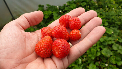 A handful of yummy, red and ripe homegrown strawberries with green strawberry plants in the...